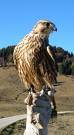 Falco
