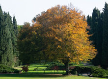 autunno Parco Giardino Sigurtà Valeggio sul mincio (VR)