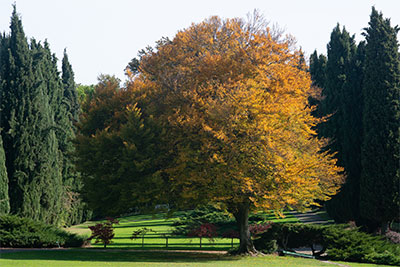 autunno Parco Giardino Sigurtà Valeggio sul mincio (VR)