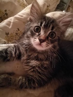 campagna social contro abbandono animali Mantova 2018