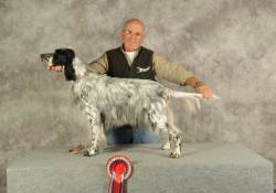 Arca della Bassana: cane setter inglese