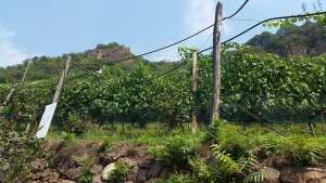 Vini cantina Thurnhof Aslago Bolzano