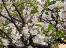 Ciliegi in Fiore Ceresara Mantova