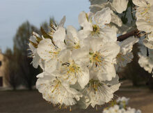 Passeggiata tra i Ciliegi in Fiore a Ceresara (Mantova)