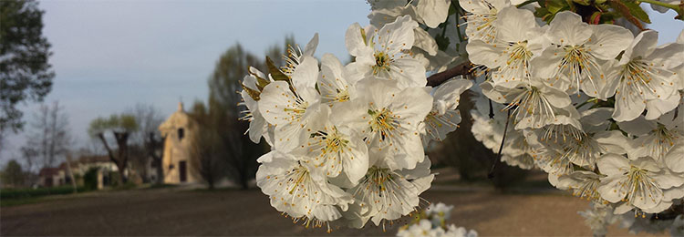 Passeggiata tra i Ciliegi in Fiore a Ceresara (Mantova)