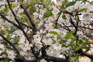 Ciliegi in Fiore Ceresara Mantova
