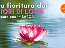 escursione barca fioritura dei fiori di loto Mantova 2022