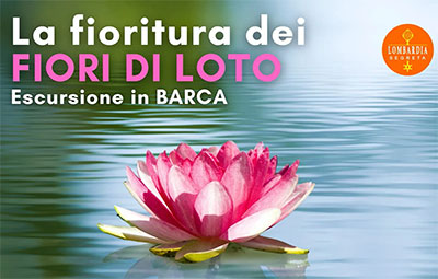 escursione barca fioritura dei fiori di loto Mantova 2022