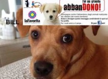Fai un grande abbanDONO Mantova La Favorita 2015