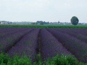 Festa della lavanda