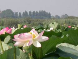 Mantova: Fiori di Loto sul Lago Superiore