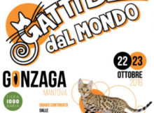 Gatti Belli dal Mondo 2016 Gonzaga Mantova