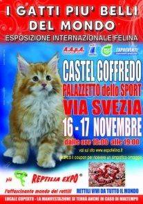 Mostra Gatti Più Belli del Mondo 2013 Castel Goffredo (Mantova)