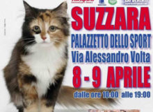 Mostra gatti e rettili a Suzzara (Mantova) 2017