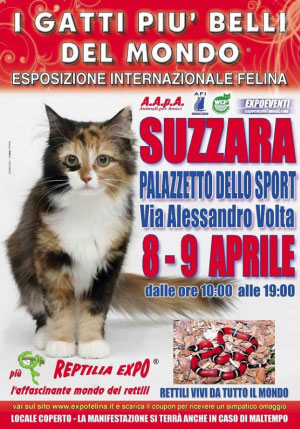 Mostra gatti e rettili a Suzzara (Mantova) 2017