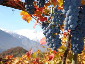 Grappolo uva Fumin Valle d'Aosta