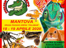 Italian Reptiles Expo 2020 Fiera rettili Mantova Palabam