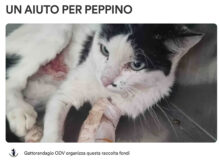 GoFundMe raccolta fondi aiuto gatto Peppino Mantova 2023