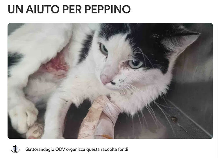 GoFundMe raccolta fondi aiuto gatto Peppino Mantova 2023