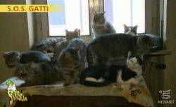 SOS Gatti: Video Striscia La Notizia puntata 02/01/2012