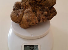 tartufo 522 grammi Borgofranco sul Po (MN)