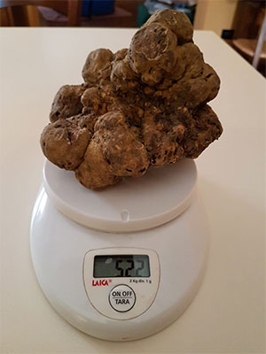 tartufo 522 grammi Borgofranco sul Po (MN)