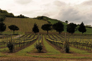 Tenuta Casali Mercato Saraceno (FC)