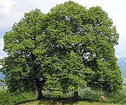 Tilia Cordata (Tiglio Selvatico)