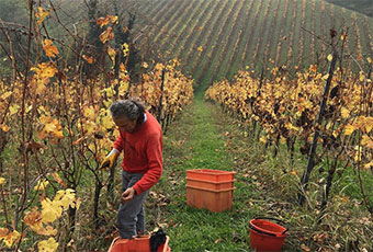 vignaiolo Alessandro Ramilli