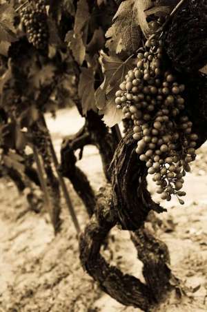 vini delle sabbie